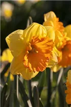 Narcissus Large Cupped - Narcissus Large Cupped