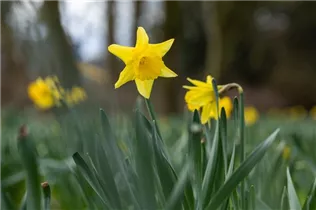 Narcissus Large Cupped - Narcissus Large Cupped