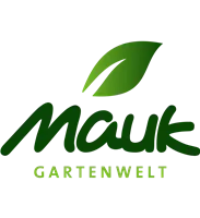 - Madonnenlilien einpflanzen im Garten  - Madonnenlilien einpflanzen im Garten