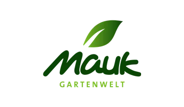 Begonia rex - Königsbegonie Begonia rex - Königsbegonie