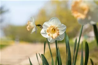 Narcissus Large Cupped - Narcissus Large Cupped