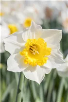 Narcissus 'Marjorie Hine' - Großkronige Narzisse 'Marjorie Hine'