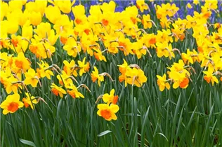 Narcissus 'Mary Bohannon' - Narzisse