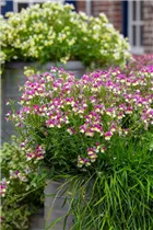 Nemesia Fairy Kisses™ - Elfenspiegel Fairy Kisses™