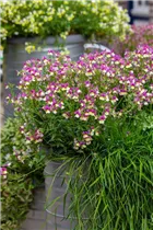 Nemesia Fairy Kisses™ - Elfenspiegel Fairy Kisses™