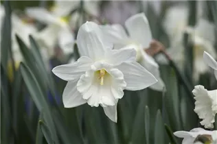 Narcissus 'Pure White' - Narzisse 'Pure White'