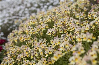 Nemesia fruticans - Elfenspiegel Nemesia fruticans - Elfenspiegel