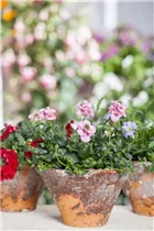 Nemesia fruticans - Elfenspiegel Nemesia fruticans - Elfenspiegel