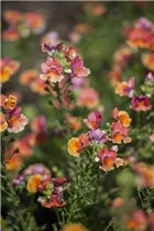 Nemesia Nesia™ - Aloha Nemesia Nesia™ - Aloha