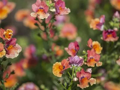 Nemesia Nesia™ - Aloha Nemesia Nesia™ - Aloha