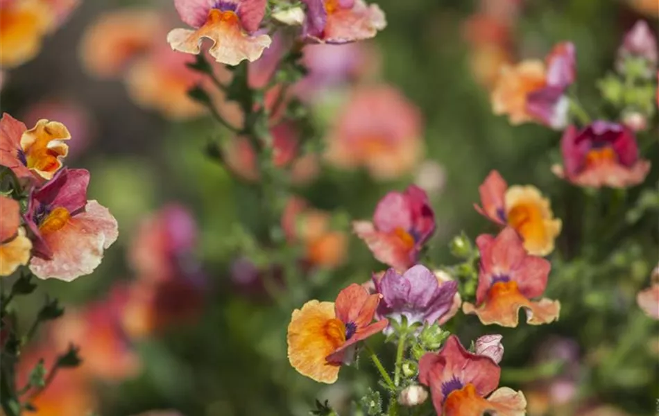 Nemesia Nesia™ Nemesia Nesia™