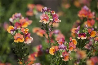 Nemesia Nesia™ - Aloha Nemesia Nesia™ - Aloha
