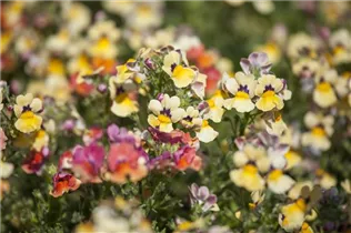 Nemesia Nesia™ - Aloha Nemesia Nesia™ - Aloha