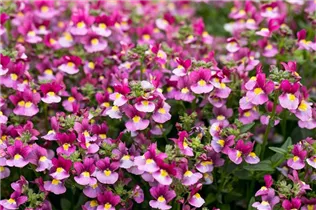 Nemesia Nesia™ - Aloha Nemesia Nesia™ - Aloha