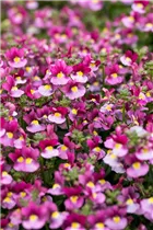Nemesia Nesia™ - Aloha Nemesia Nesia™ - Aloha