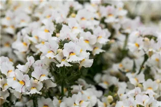 Nemesia Nesia™ - Aloha Nemesia Nesia™ - Aloha