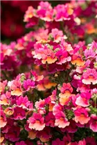 Nemesia Nesia™ - Aloha Nemesia Nesia™ - Aloha
