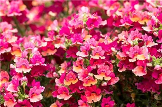 Nemesia Nesia™ - Aloha Nemesia Nesia™ - Aloha