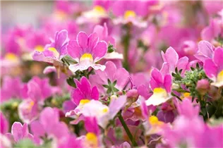 Nemesia Nesia™ - Aloha Nemesia Nesia™ - Aloha