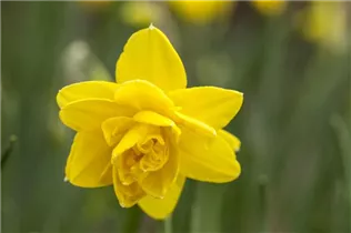 Narcissus 'Pencrebar' - Narzisse 'Pencrebar'
