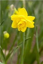 Narcissus 'Pencrebar' - Narzisse 'Pencrebar'