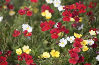 Nemesia 'SUNSATIA'™ - Elfenspiegel Nemesia 'SUNSATIA'™ - Elfenspiegel