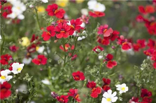 Nemesia 'SUNSATIA'™ - Elfenspiegel Nemesia 'SUNSATIA'™ - Elfenspiegel