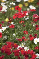 Nemesia 'SUNSATIA'™ - Elfenspiegel Nemesia 'SUNSATIA'™ - Elfenspiegel