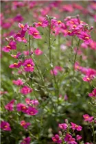 Nemesia 'SUNSATIA'™ - Elfenspiegel Nemesia 'SUNSATIA'™ - Elfenspiegel