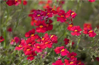 Nemesia 'SUNSATIA'™ - Elfenspiegel Nemesia 'SUNSATIA'™ - Elfenspiegel