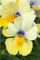 Nemesia 'SUNSATIA'™ - Elfenspiegel Nemesia 'SUNSATIA'™ - Elfenspiegel