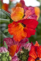 Nemesia 'SUNSATIA'™ - Elfenspiegel Nemesia 'SUNSATIA'™ - Elfenspiegel