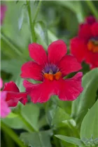 Nemesia 'SUNSATIA'™ - Elfenspiegel Nemesia 'SUNSATIA'™ - Elfenspiegel