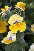 Nemesia 'SUNSATIA'™ - Elfenspiegel Nemesia 'SUNSATIA'™ - Elfenspiegel