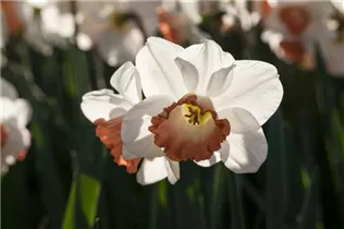 Narcissus 'Pink Charm' - Narzisse 'Pink Charm'