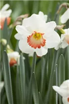 Narcissus 'Pink Charm' - Narzisse 'Pink Charm'