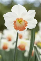 Narcissus 'Pink Charm' - Narzisse 'Pink Charm'