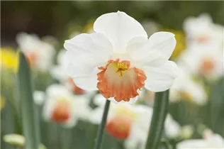 Narcissus 'Pink Charm' - Narzisse 'Pink Charm'
