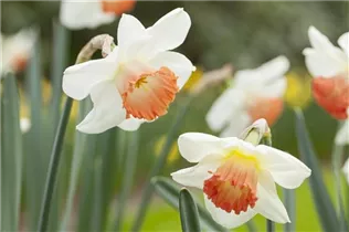 Narcissus 'Pink Charm' - Narzisse 'Pink Charm'