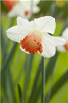 Narcissus 'Pink Charm' - Narzisse 'Pink Charm'