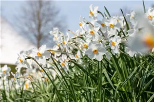 Narcissus poeticus - Dichter-Narzisse Narcissus poeticus - Dichter-Narzisse