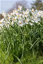 Narcissus poeticus - Dichter-Narzisse Narcissus poeticus - Dichter-Narzisse