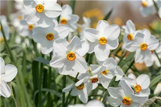 Narcissus poeticus - Dichter-Narzisse Narcissus poeticus - Dichter-Narzisse