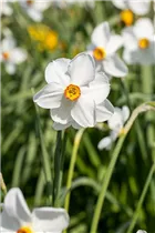 Narcissus poeticus - Dichter-Narzisse Narcissus poeticus - Dichter-Narzisse
