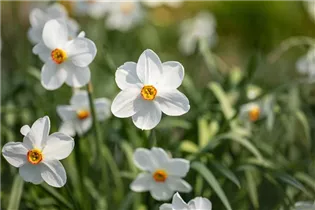 Narcissus poeticus - Dichter-Narzisse Narcissus poeticus - Dichter-Narzisse