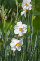 Narcissus poeticus 'Actaea' - Garten-Dichter-Narzisse 'Actaea' Narcissus poeticus 'Actaea' - Garten-Dichter-Narzisse 'Actaea'