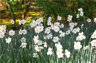 Narcissus poeticus 'Actaea' - Garten-Dichter-Narzisse 'Actaea' Narcissus poeticus 'Actaea' - Garten-Dichter-Narzisse 'Actaea'