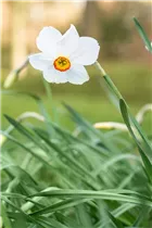 Narcissus poeticus 'Actaea' - Garten-Dichter-Narzisse 'Actaea' Narcissus poeticus 'Actaea' - Garten-Dichter-Narzisse 'Actaea'