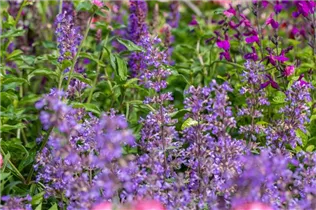 Nepeta 'Cat´s Meow' - Katzenminze 'Cat´s Meow'