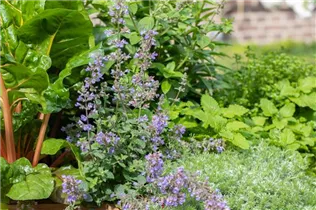 Nepeta 'Cat´s Meow' - Katzenminze 'Cat´s Meow'